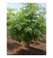 Agromate Moringa Drumstick Tree Seeds 50 grams